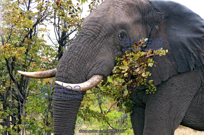 : African Elephant - feeding on leaves of Mopani. Satara : African Elephant - feeding on leaves of Mopani. Satara