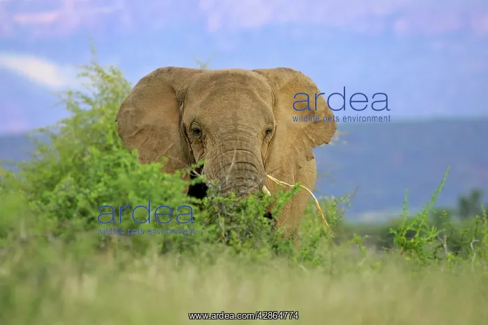 : African Elephant - feeding on roots in savannah : African Elephant - feeding on roots in savannah