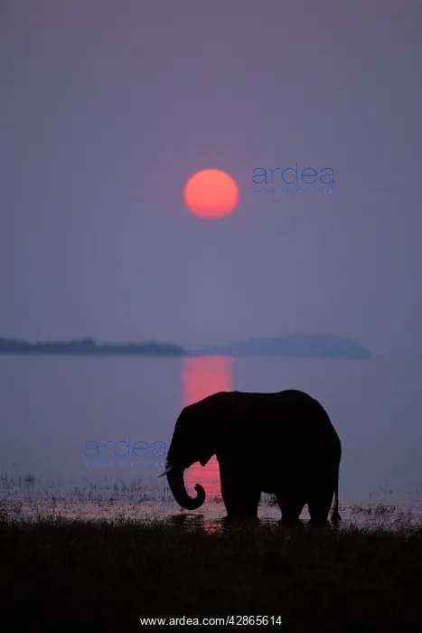 : African ELEPHANT - feeding along shore of Lake : African ELEPHANT - feeding along shore of Lake