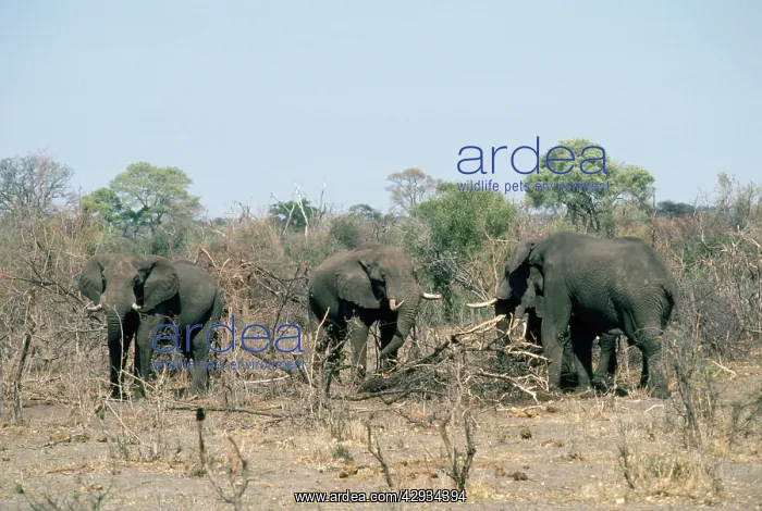 : African Elephant - feeding on sticks because of drought : African Elephant - feeding on sticks because of drought