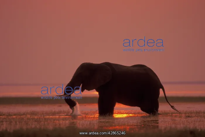: African Elephant. Feeding at sunset : African Elephant. Feeding at sunset