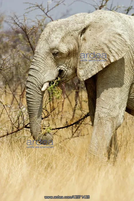 : African Elephant - feeding in tall yellow grass : African Elephant - feeding in tall yellow grass