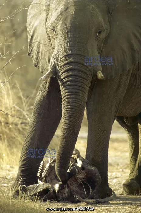  : African ELEPHANT - feeling skull of dead baby