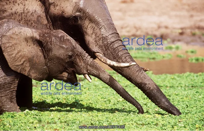 : AFRICAN ELEPHANT - female & calf at waterhole covered : AFRICAN ELEPHANT - female & calf at waterhole covered