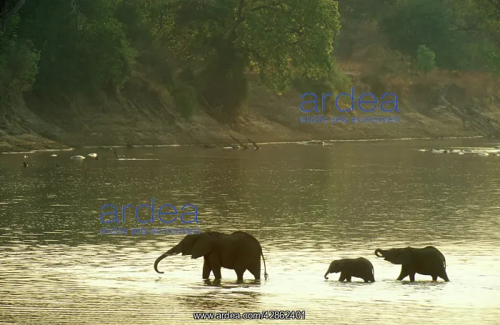 : African Elephant - female with two calves crossing : African Elephant - female with two calves crossing