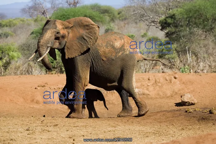 : African Elephant - female / cow with 4 month old : African Elephant - female / cow with 4 month old
