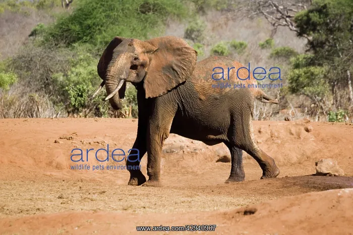 : African elephant - female / cow angry at not being : African elephant - female / cow angry at not being