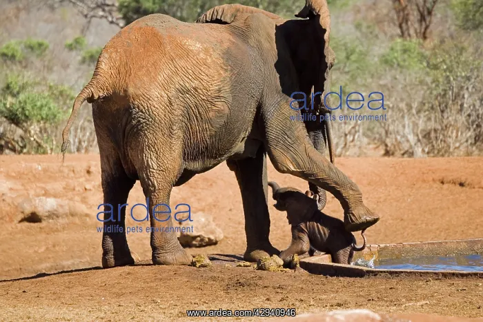 : African Elephant - female / cow rescuing her very : African Elephant - female / cow rescuing her very