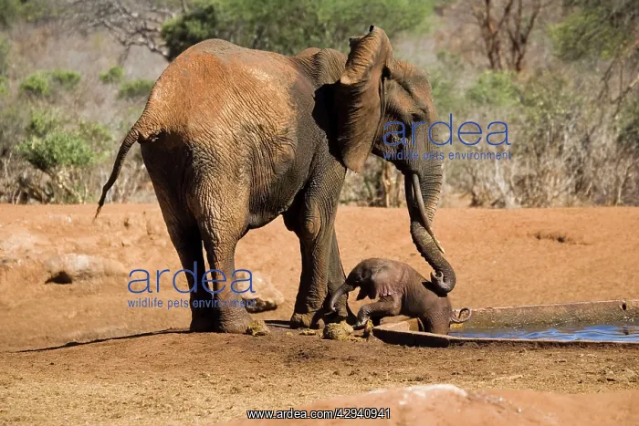 : African Elephant - female / cow trying to rescue : African Elephant - female / cow trying to rescue