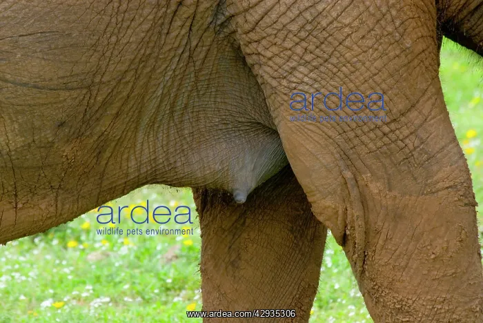 : African Elephant - female, showing breast and nipple : African Elephant - female, showing breast and nipple