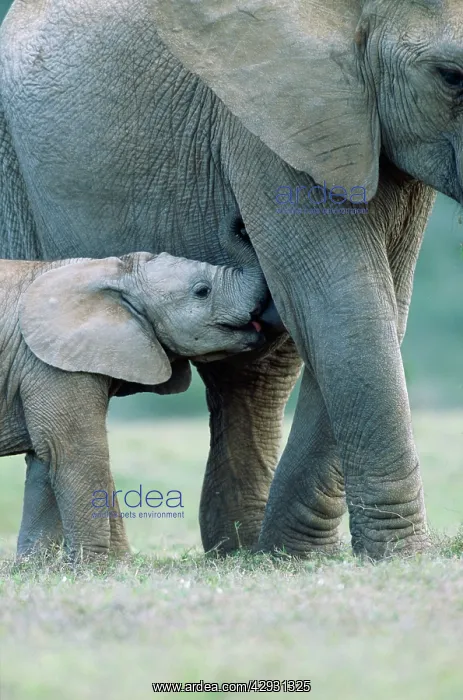 : African Elephant - female and suckling calf : African Elephant - female and suckling calf