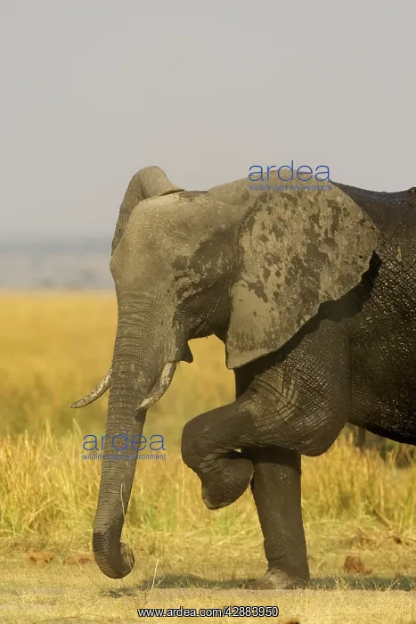 : African Elephant - Female took a bath in the Chobe : African Elephant - Female took a bath in the Chobe