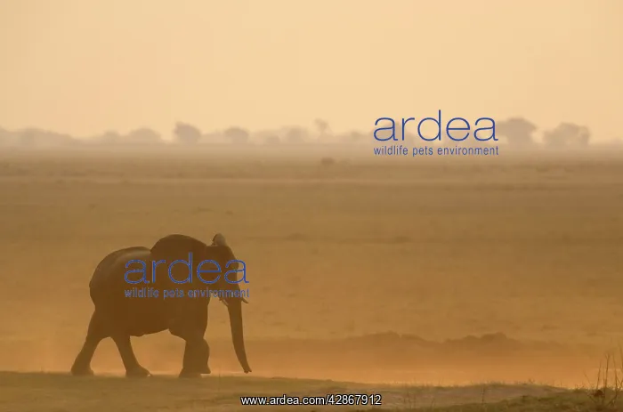 : African Elephant - Female on her way to the Chobe : African Elephant - Female on her way to the Chobe