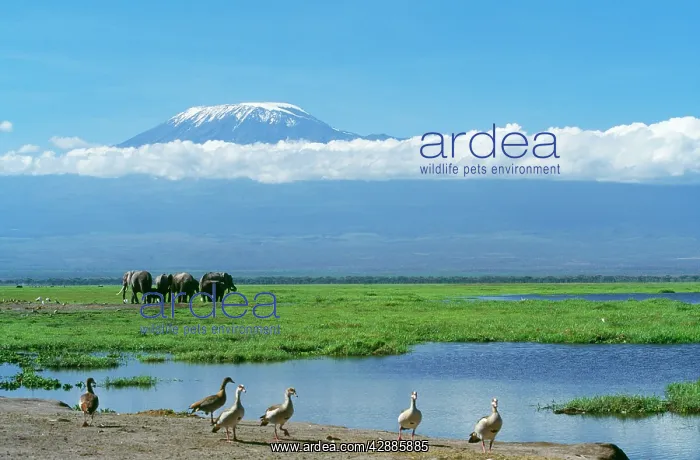  : African Elephant - females & calves, Kilimanjaro