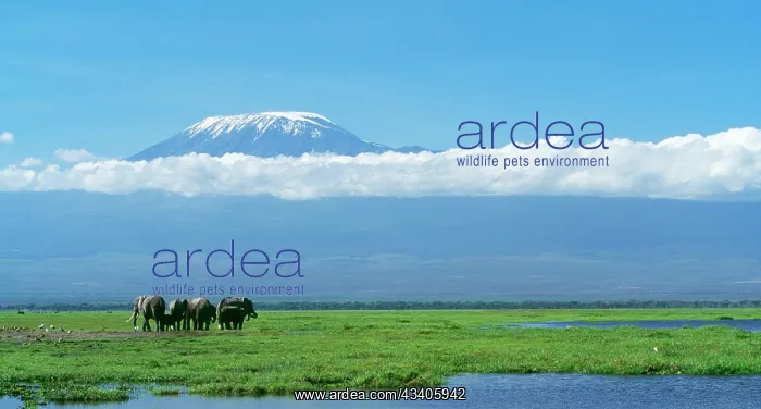  : African Elephant - females & calves, Kilimanjaro