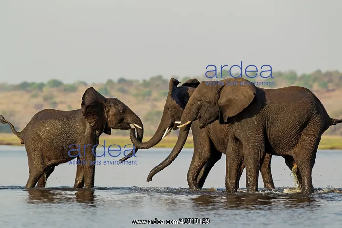 : African Elephant - females that just have been crossing : African Elephant - females that just have been crossing