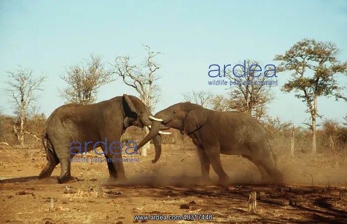 : African Elephant - Two fighting bulls : African Elephant - Two fighting bulls