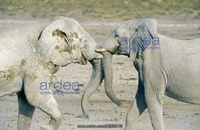 : African Elephant - fighting bulls - their whitish : African Elephant - fighting bulls - their whitish