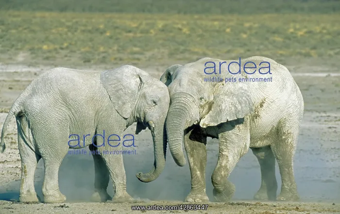 : African Elephant - fighting bulls - their whitish : African Elephant - fighting bulls - their whitish