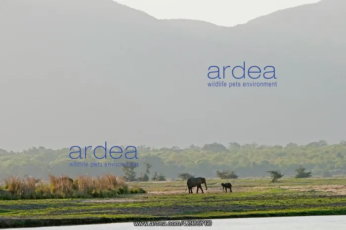 : African Elephant on flood plain of Zambesi River : African Elephant on flood plain of Zambesi River