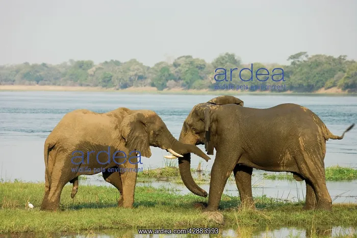 : African Elephant - Friendly greeting of 2 bulls : African Elephant - Friendly greeting of 2 bulls