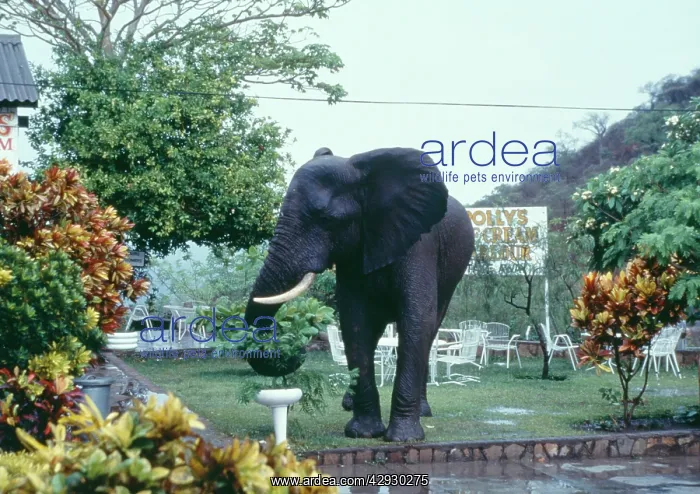 : African ELEPHANT - in garden : African ELEPHANT - in garden