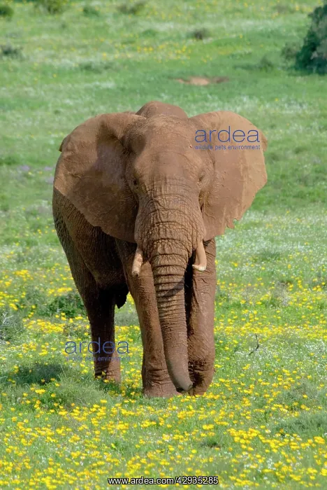 : African Elephant - grazing amongst flowers after good rains : African Elephant - grazing amongst flowers after good rains