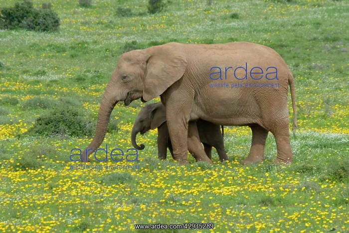 : African Elephant - grazing amongst flowers after good rains : African Elephant - grazing amongst flowers after good rains