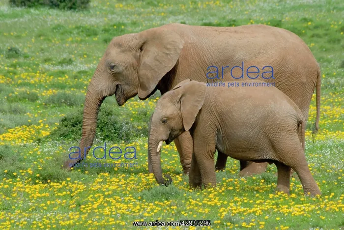 : African Elephant - grazing amongst flowers after good rains : African Elephant - grazing amongst flowers after good rains