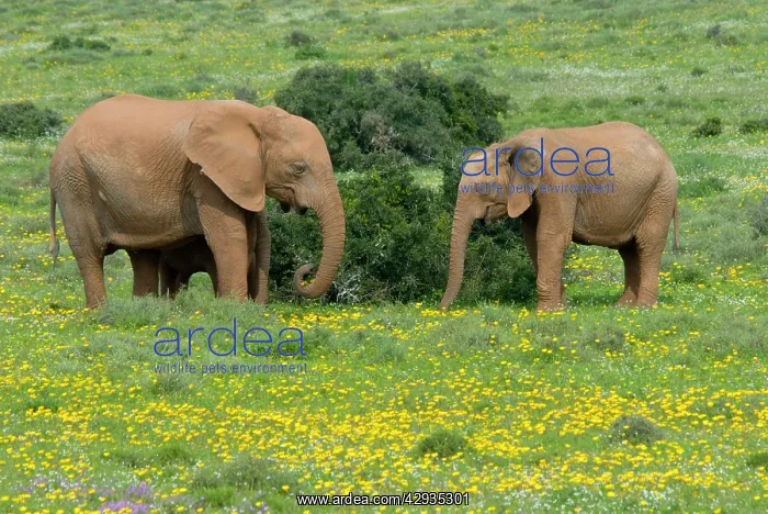 : African Elephant - grazing amongst flowers after good rains : African Elephant - grazing amongst flowers after good rains