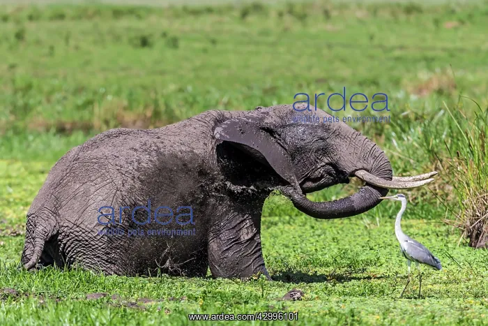 : African Elephant with Grey Heron (Ardea cinerea) : African Elephant with Grey Heron (Ardea cinerea)