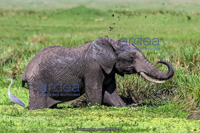 : African Elephant with Grey Heron (Ardea cinerea) : African Elephant with Grey Heron (Ardea cinerea)