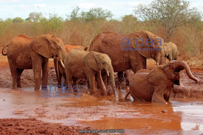 : African Elephant group bathing in mud : African Elephant group bathing in mud