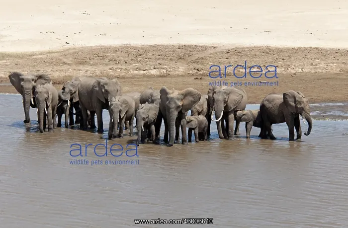 : African Elephant group drinking at river : African Elephant group drinking at river