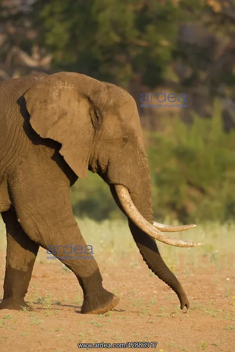 : African Elephant - Handsome bull walking across : African Elephant - Handsome bull walking across