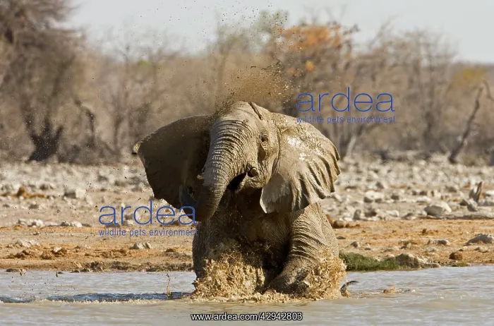 : African Elephant - Having a bath in a water hole : African Elephant - Having a bath in a water hole