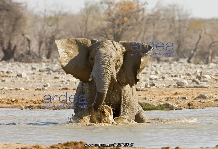: African Elephant - Having a bath in a water hole : African Elephant - Having a bath in a water hole