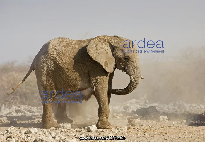  : African Elephant - Having a dust bath