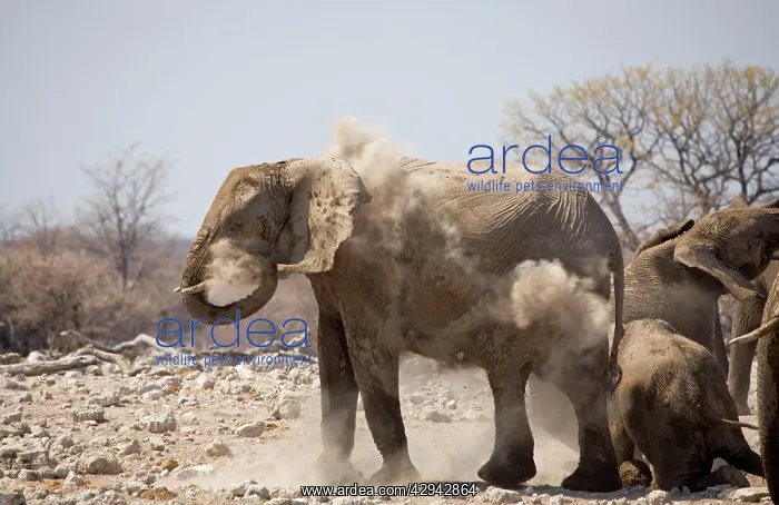 : African Elephant - Having a dust bath : African Elephant - Having a dust bath