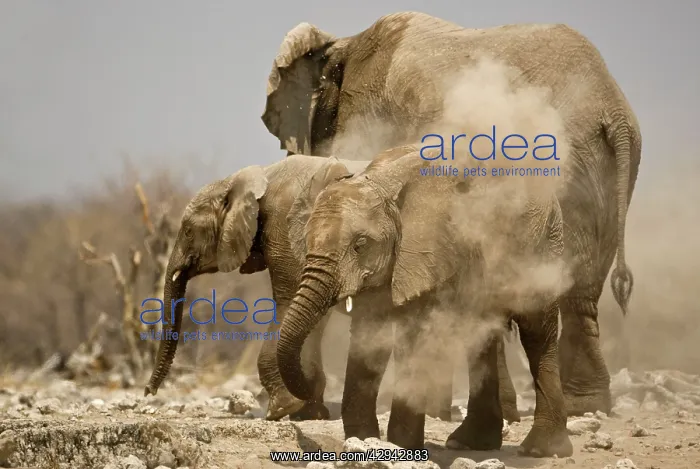 : African Elephant - Having a dust bath : African Elephant - Having a dust bath