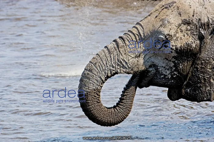 : African Elephant - Head and Shoulder Portrait while drinking : African Elephant - Head and Shoulder Portrait while drinking