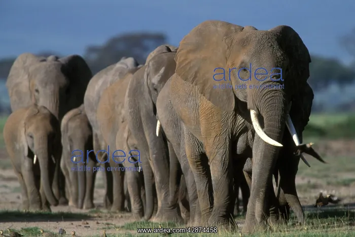 : African Elephant - herd : African Elephant - herd