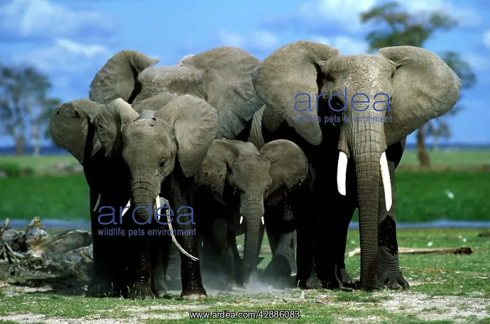  : African Elephant herd