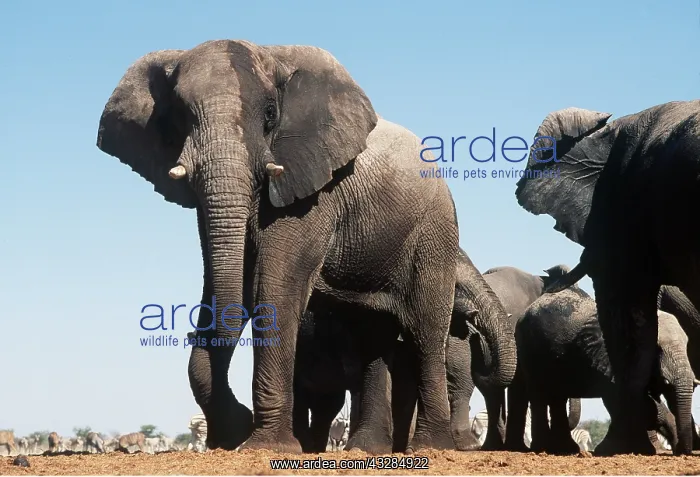 : African ELEPHANT - herd : African ELEPHANT - herd