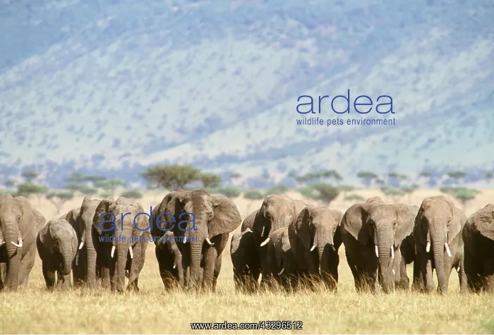  : AFRICAN ELEPHANT - herd