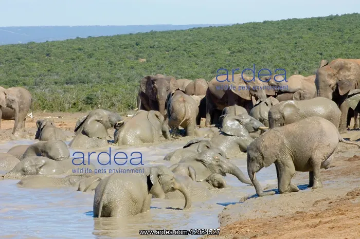 : African Elephant - herd bathing in Hapoor waterhole : African Elephant - herd bathing in Hapoor waterhole