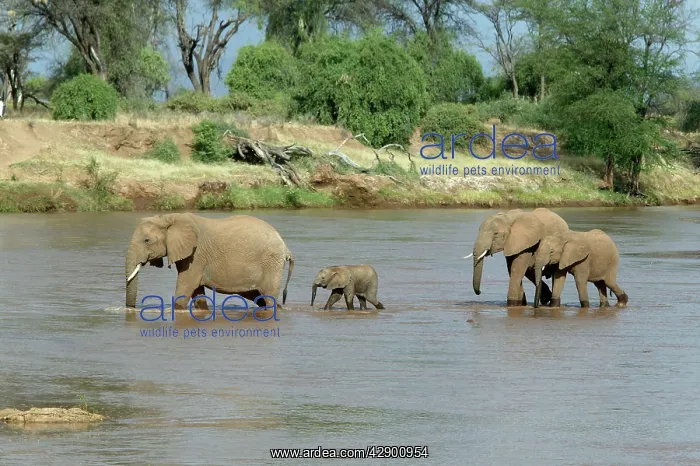 : African Elephant - herd crossing water : African Elephant - herd crossing water