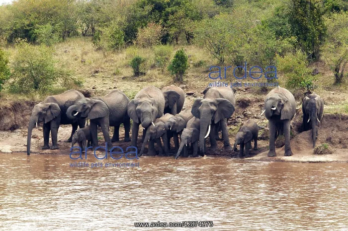 : African Elephant - herd drinking from Mara River : African Elephant - herd drinking from Mara River