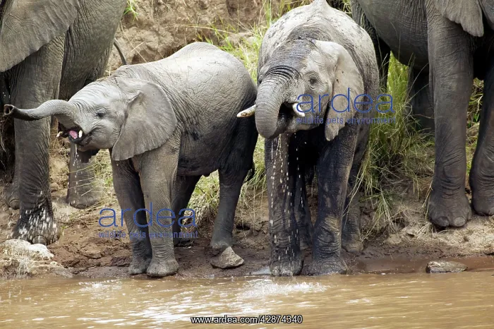  : African Elephant - herd drinking from Mara River
