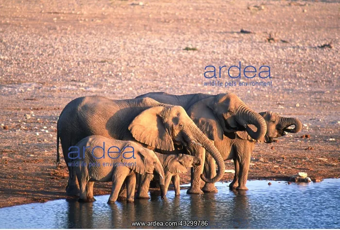 : African ELEPHANT - herd drinking at water hole : African ELEPHANT - herd drinking at water hole